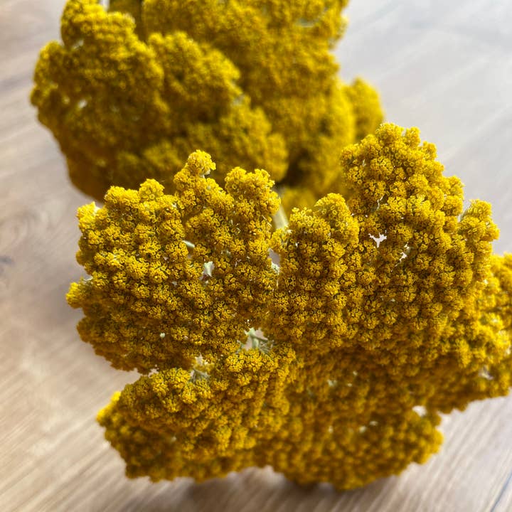 Lovejoy Farms Premium Dried Flowers - Wholesale Dried/Pressed Flowers - Yarrow (Yellow) 12 Stem