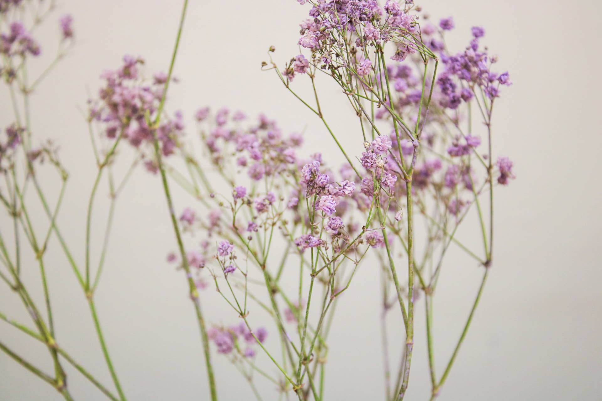 Wildestdreams.flowers - Wholesale Dried/Pressed Flowers - Dried Purple Gypsophila Baby's Breath flower bouquets 1