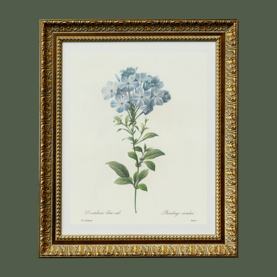 Sea to Skye - Wholesale Art Print - Blue Hydrangea Antique Print3