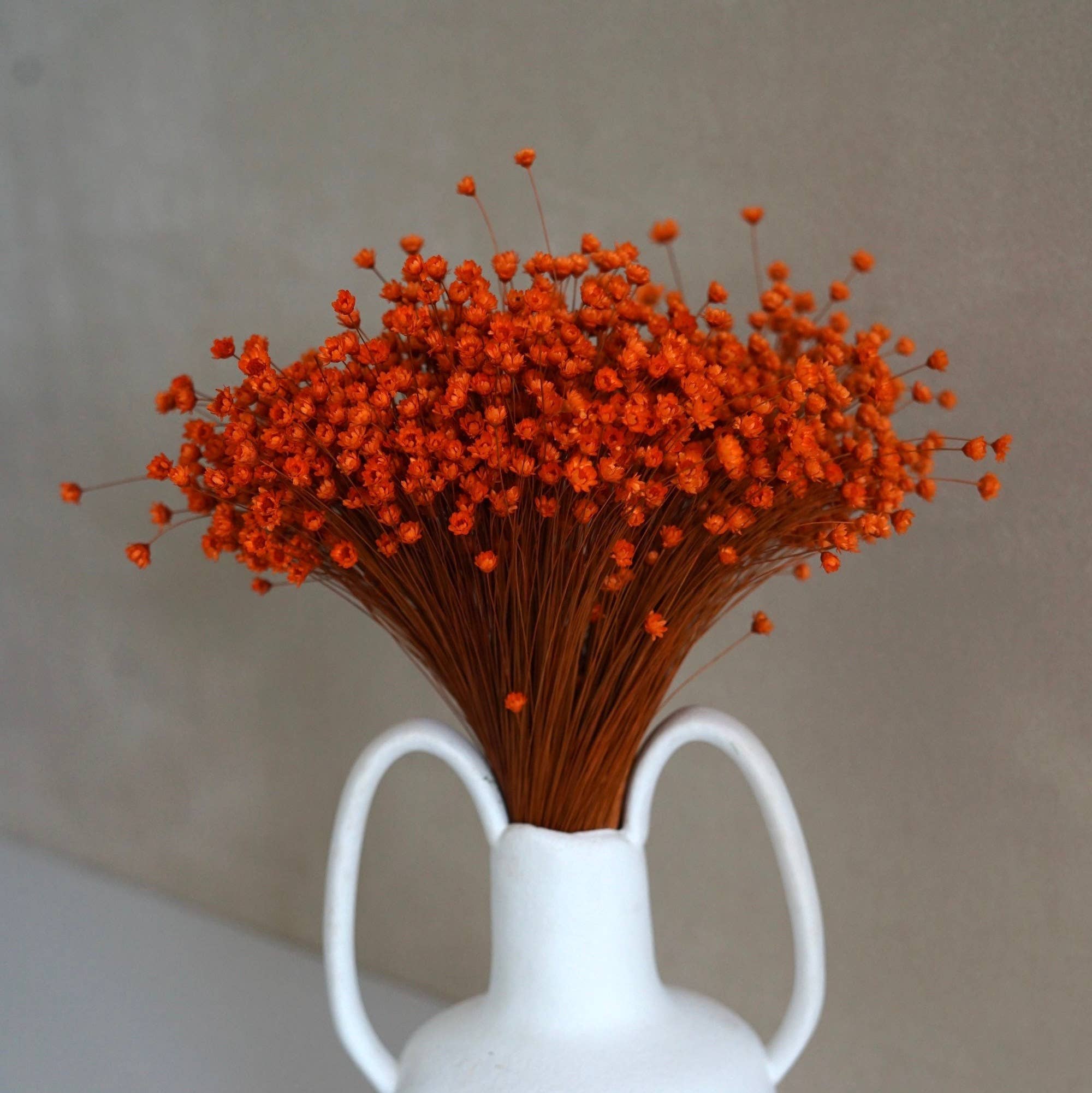 FlowerFantaSee – wholesale Torkade/pressade blommor – Torkade stjärnblommor2