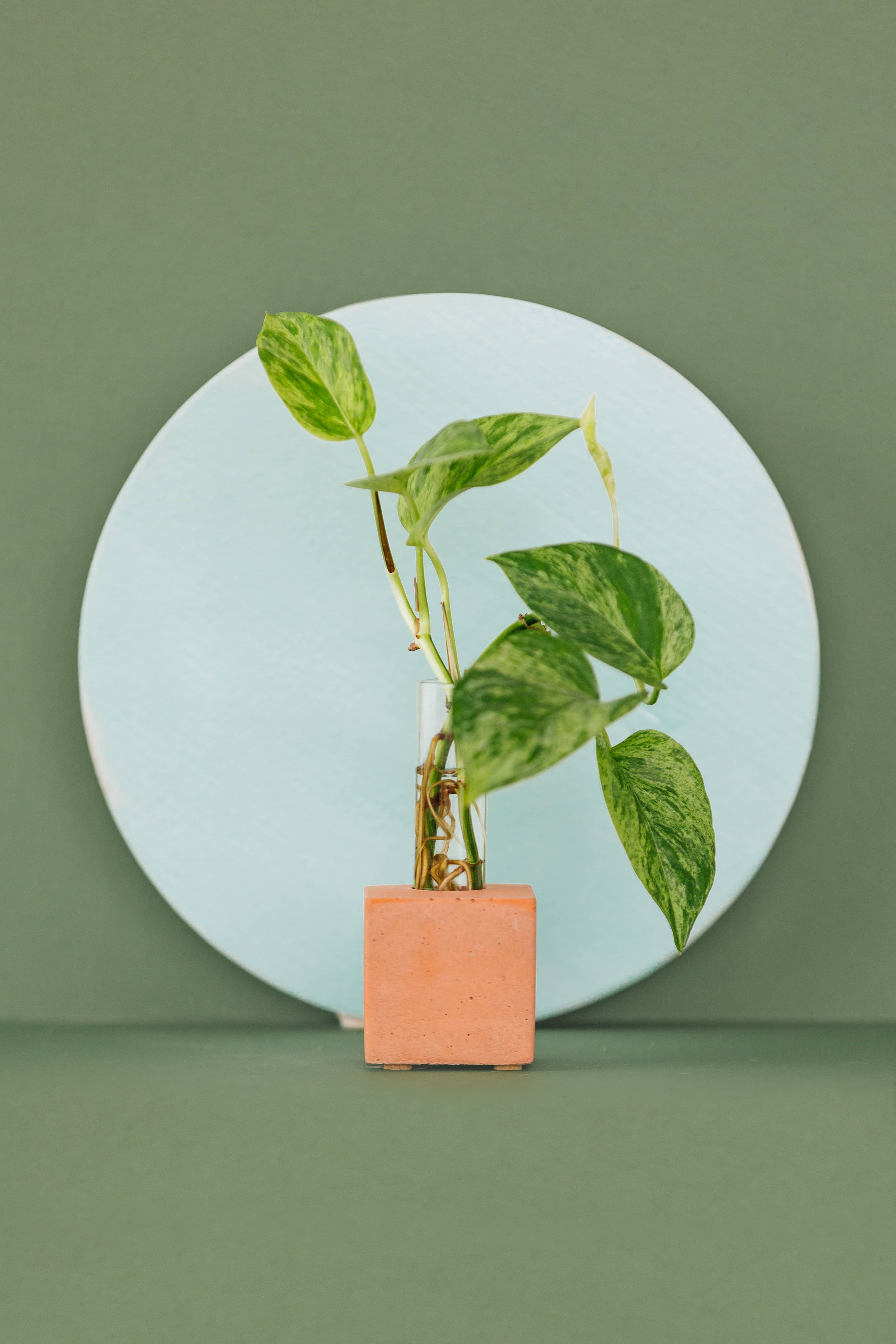 The Plant Supply - Wholesale Vase - Propagation Vase | Cutting Holder and Propagation Station2