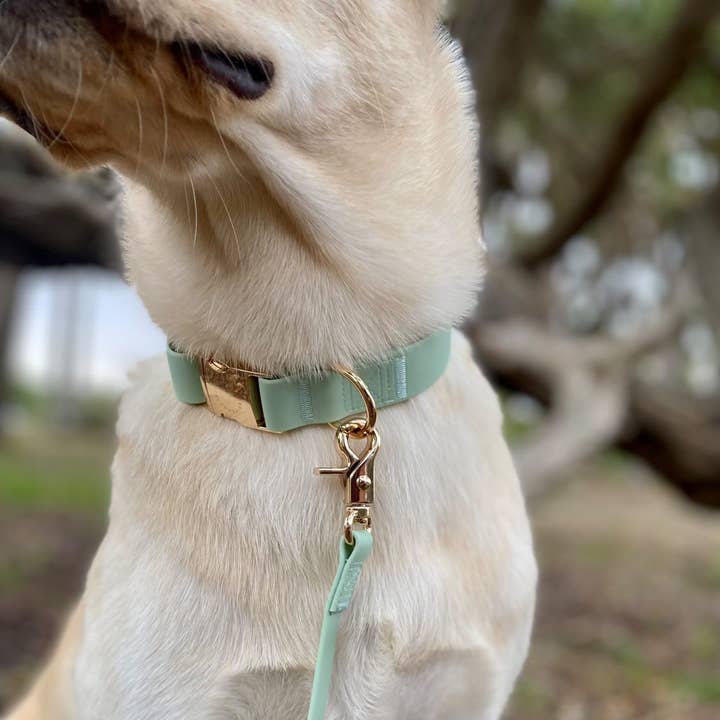 SUNNY TAILS - Wholesale Pet collar – Dog - Pistachio Green Waterproof Dog Collar1
