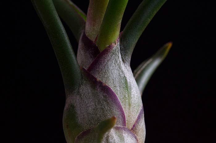 The Artizan Way - Wholesale Live Plant - Tillandsia Bulbosa - Guatemala | Live Air Plant5