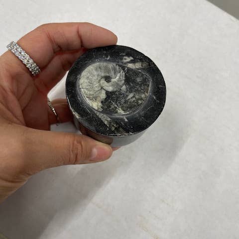 Medium Round Fossil Boxes for wholesale by Casablanca Exports