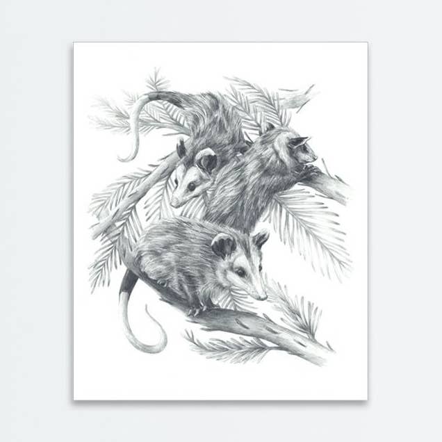 Opossum Family Print for wholesale by Amanda Surveski Wildlife Art