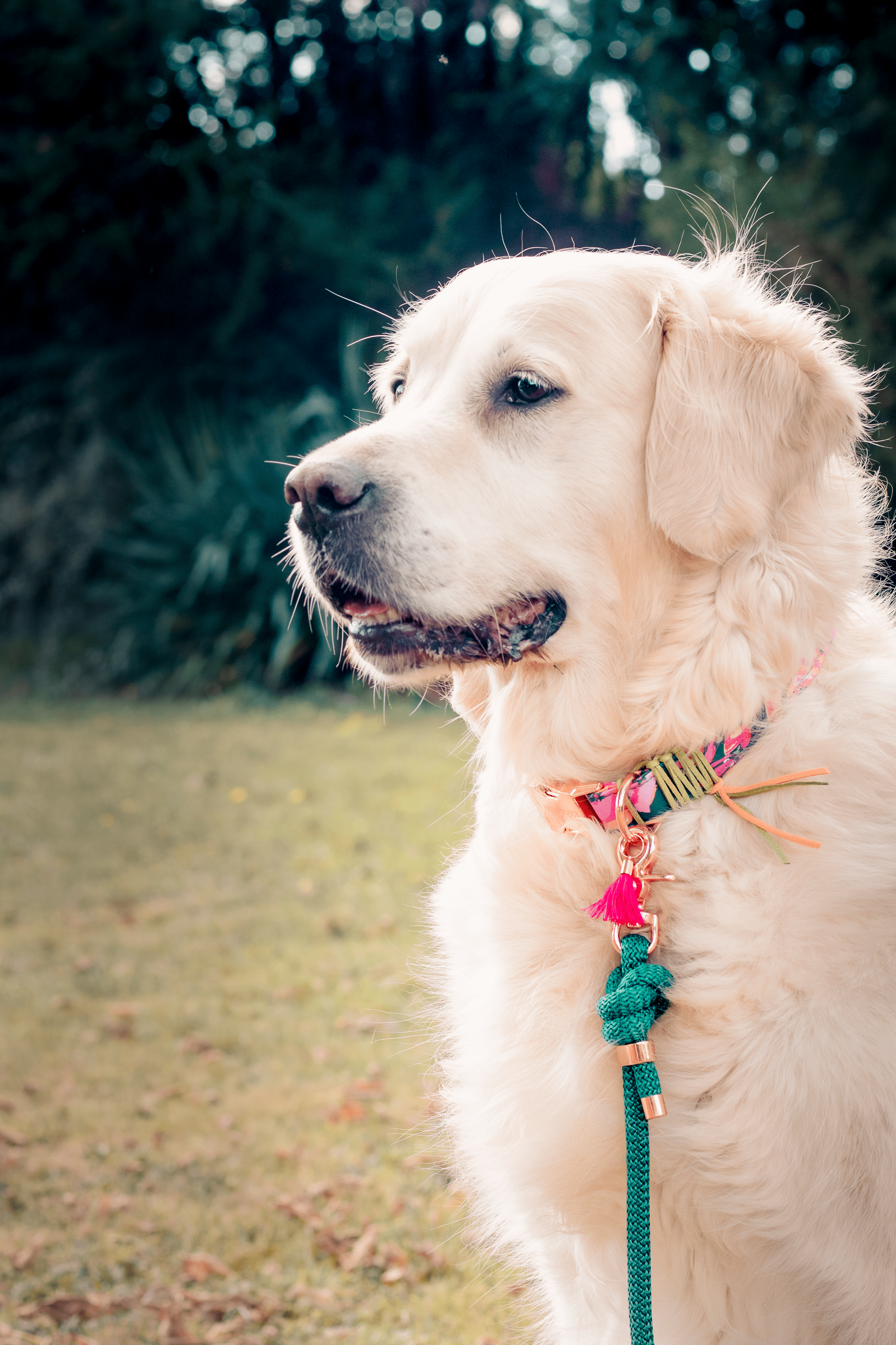 Frimousse Dog - Wholesale Pet Leash - Dog - “Mint green” paracord dog leash2