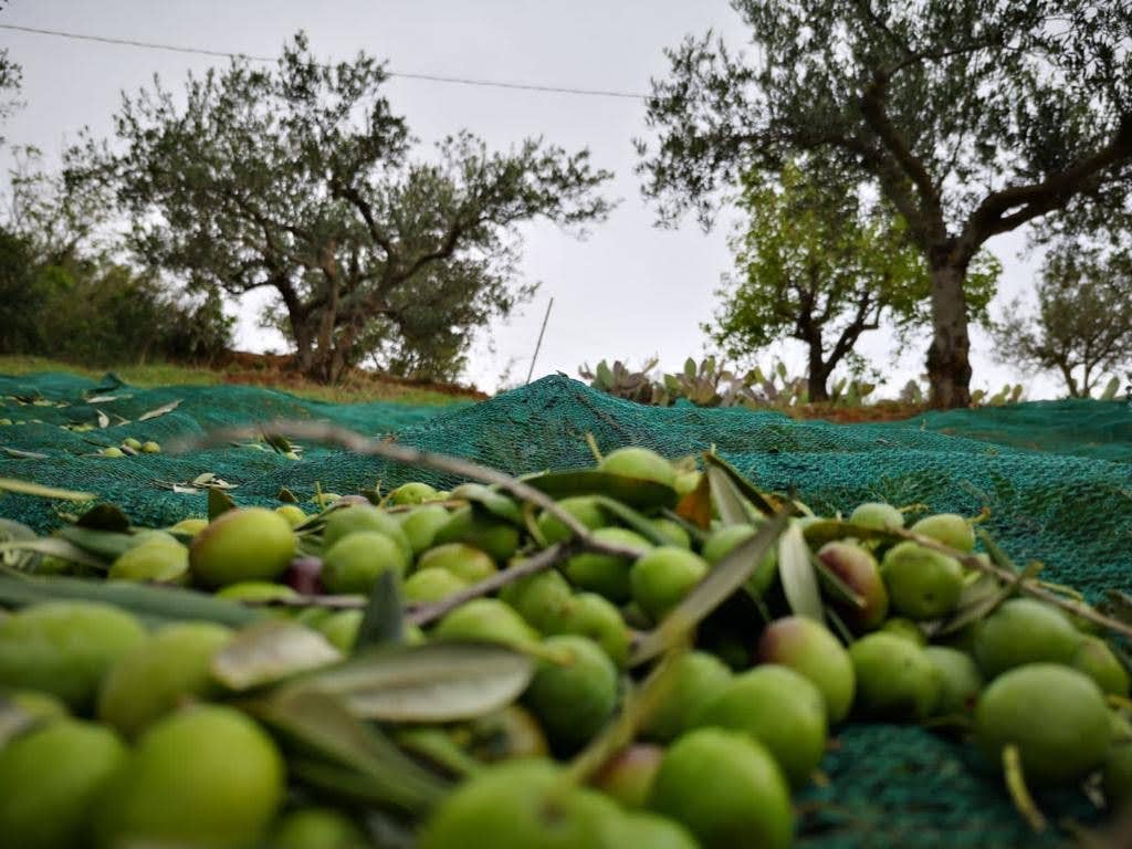 Angimbeoliveoil - Vendita all'ingrosso Olio d'oliva - Organic extra virgin olive oil  Natures 500 ml5