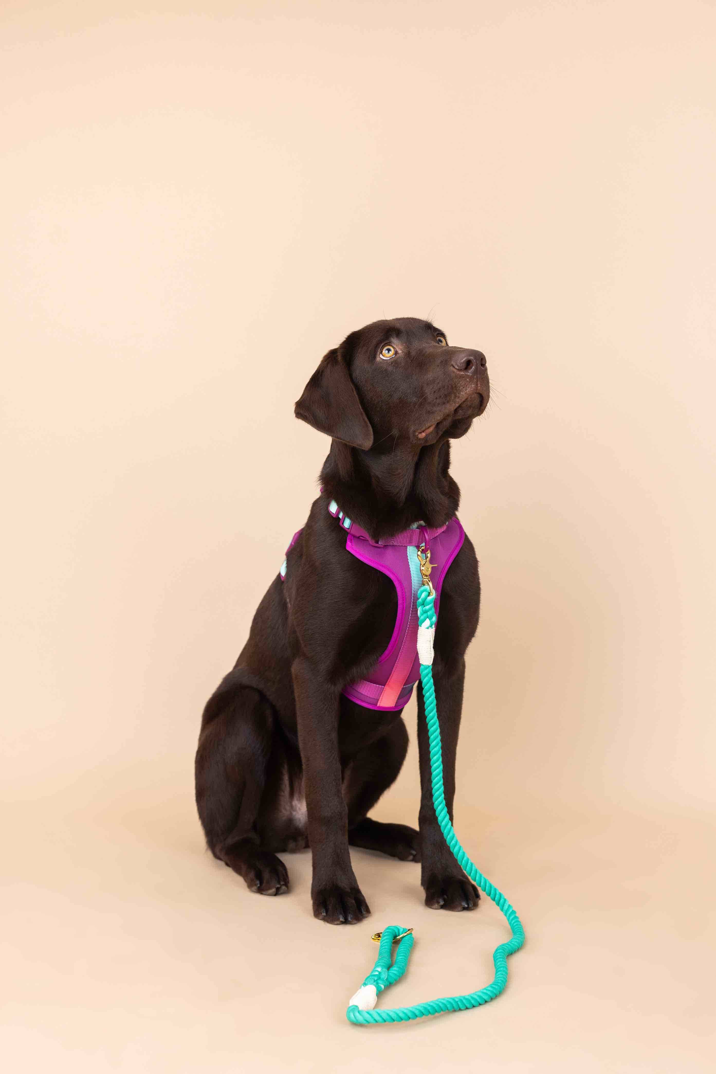 Pink Papyrus | Premium, Durable, & Stylish Dog Products - Wholesale Pet Harness - Dog - Joana Dog Harness | No Pull Dog Harness | Purple Dog Harness4