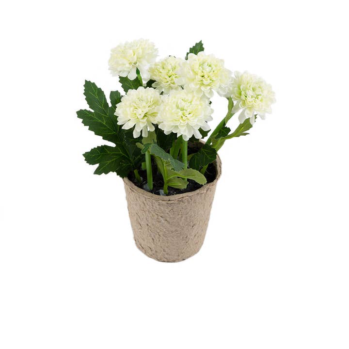 Closer2Nature – wholesale Artificial flowers – Artificial 18cm White Chrysanthemum Plant with Gift Box14