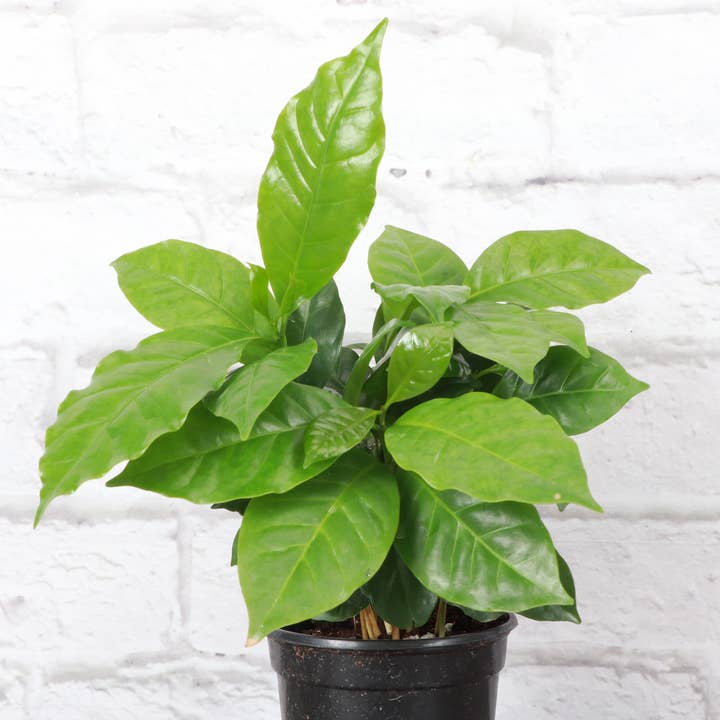 Thorsen's Greenhouse - Wholesale Live Plant - Coffee Plant - Live Plant2