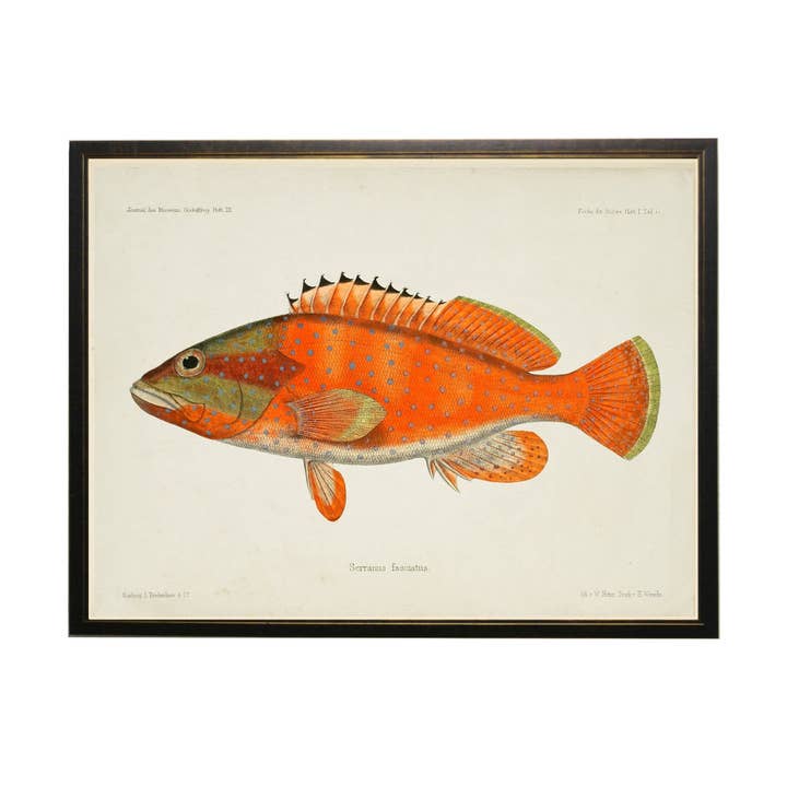 Antique Curiosities Inc - Wholesale Kunstprint - Visboekplaat