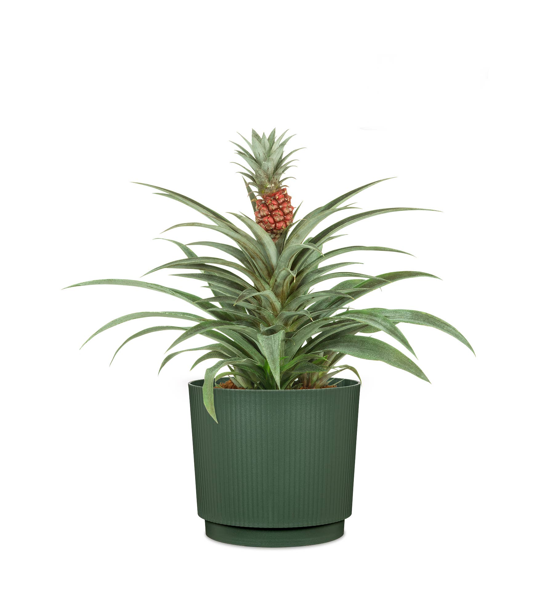 Scheurich - Wholesale Plant Pot - Flower pot/Planter Lino 237/13 - 21 made of plastic3