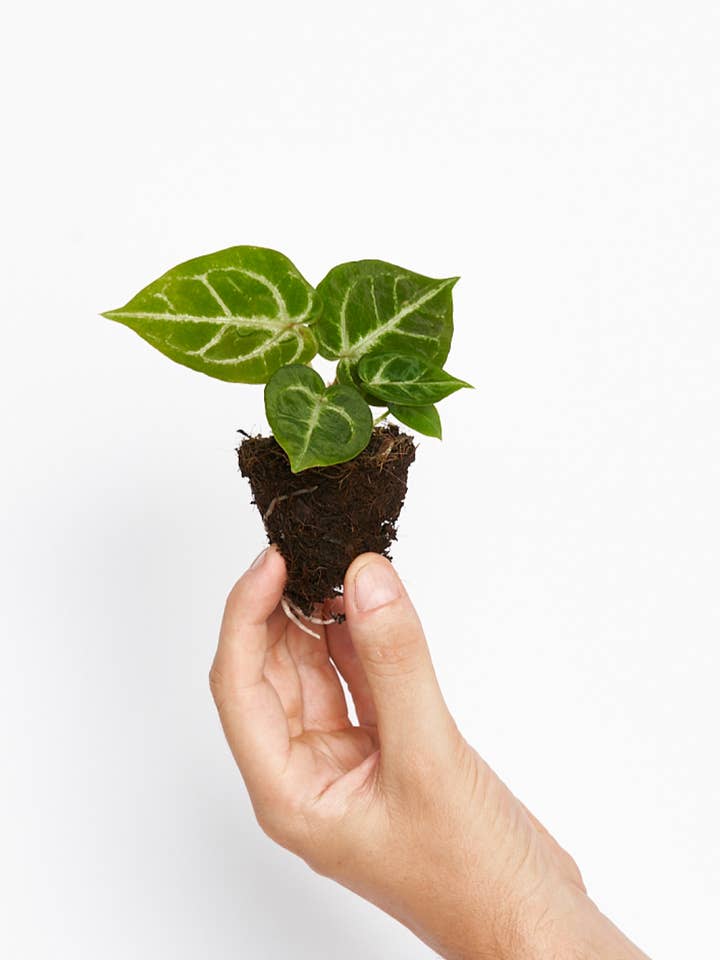 Anthurium Silver blush för wholesale av Miniplanta