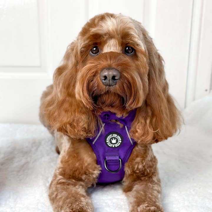 Bailey and Coco - Wholesale Pet Harness - Dog - Trail & Glow® Dog Harness - The Royal Purple One