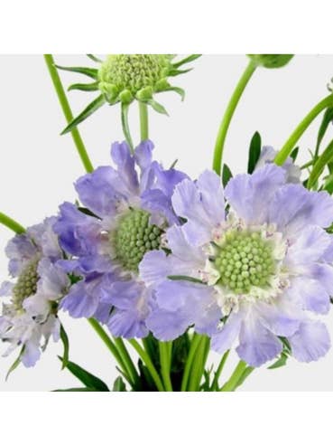 Scabiosa Fama Blue 50 / 100 stems for wholesale by Florasource
