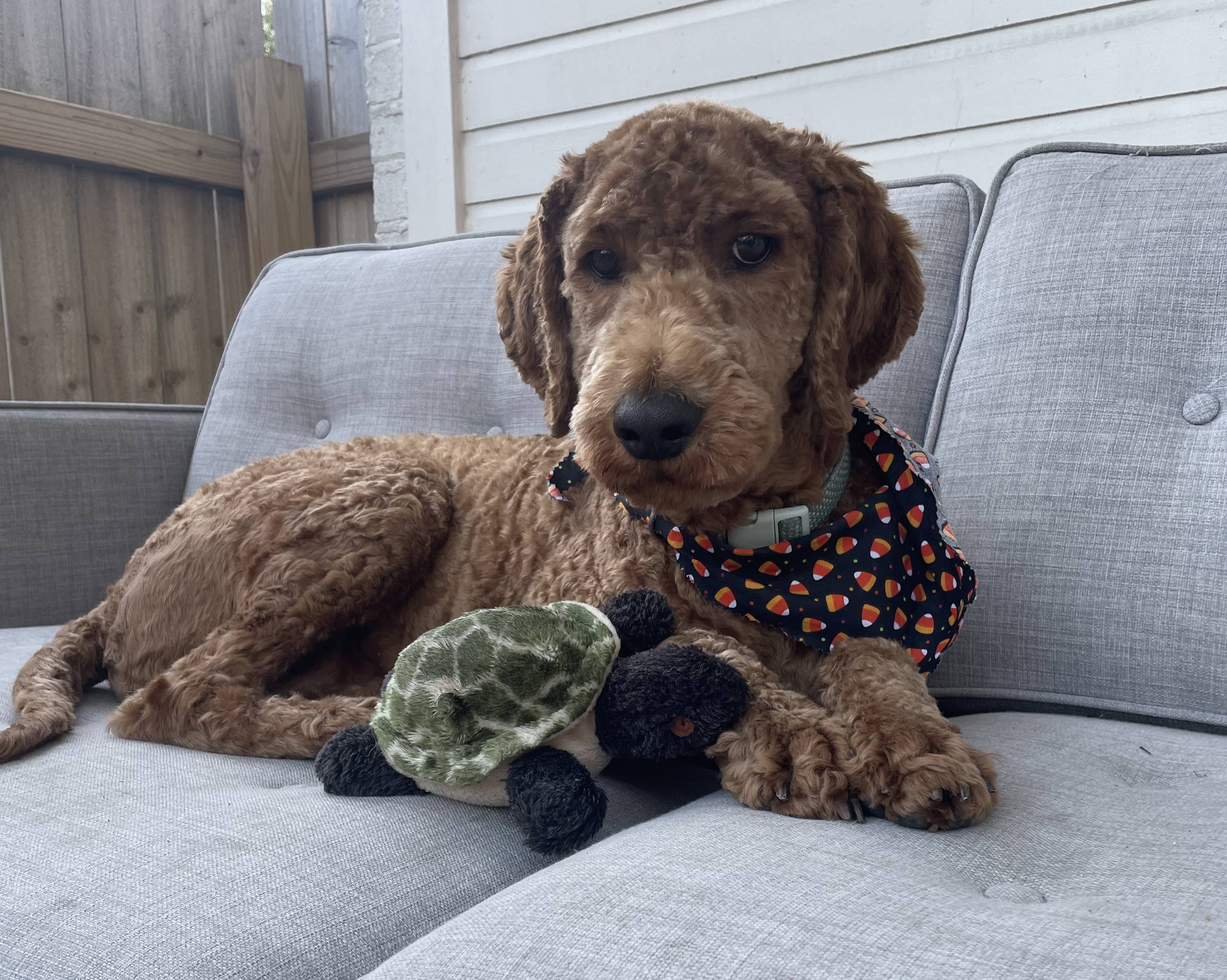 Pet Souvenirs - Wholesale Pet Squeaky Toy - Dog - Plush Squeaky Turtle Dog Toy2