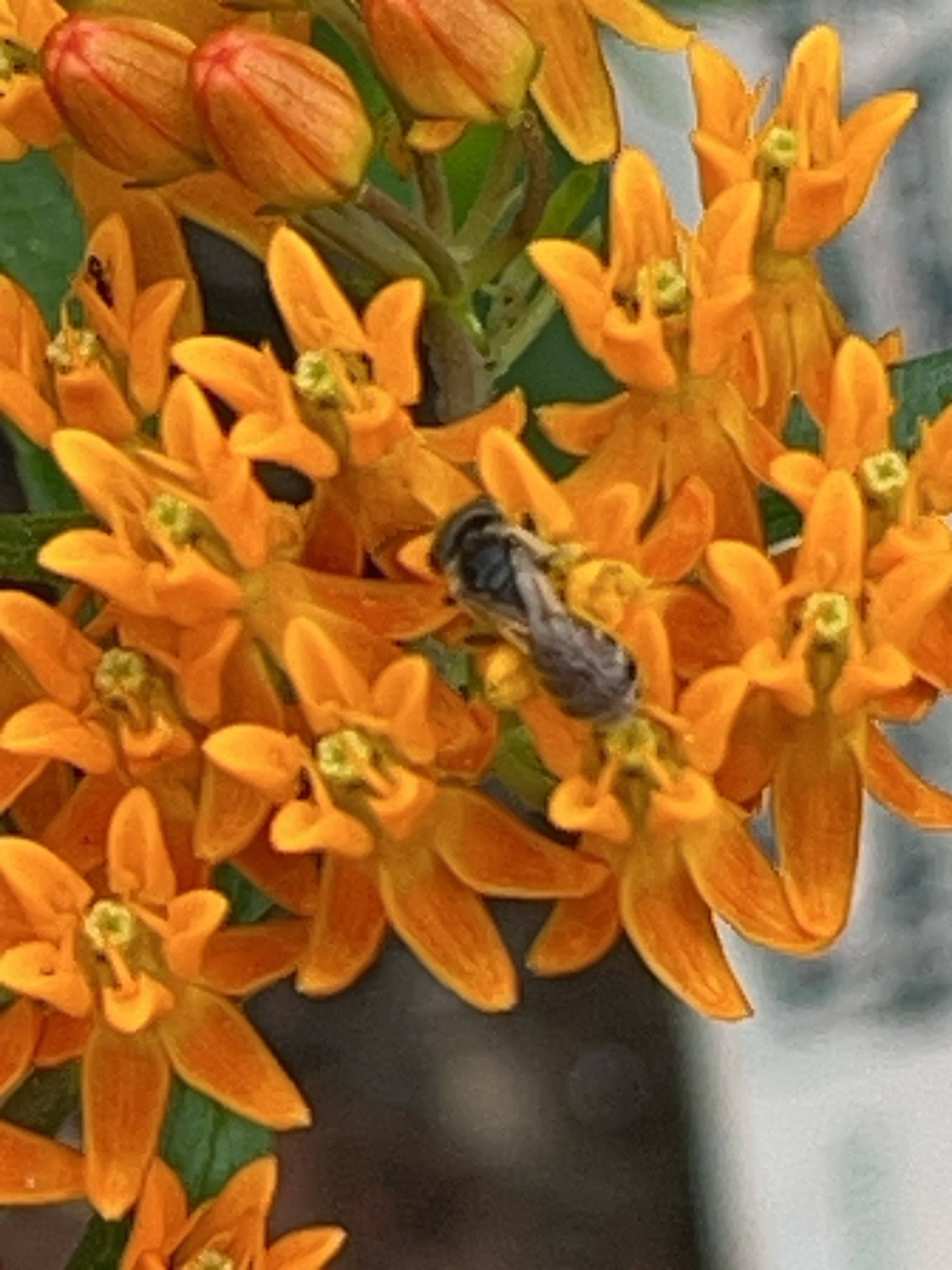 Plant for a Change - Wholesale Plant Seeds - Butterfly Milkweed1
