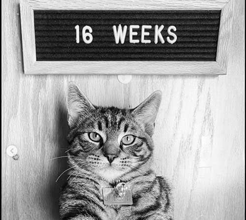 Felt Like Sharing - Wholesale Sign - Small Black Felt Letter Board5