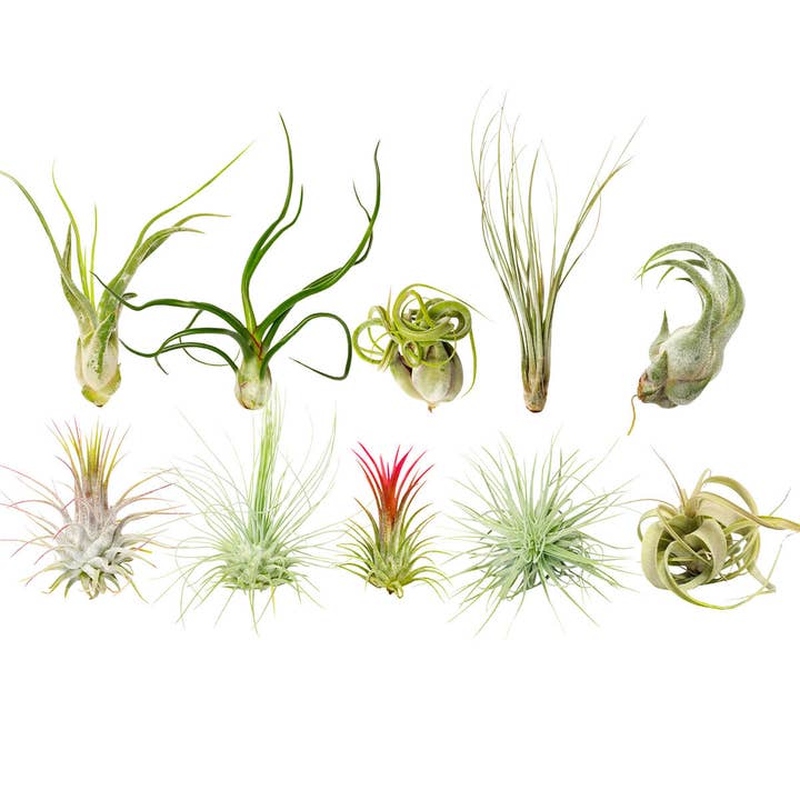 Best Plant Friend - Wholesale Live Plant - Assorted Air Plants Randomly Picked - Tillandsia Plants