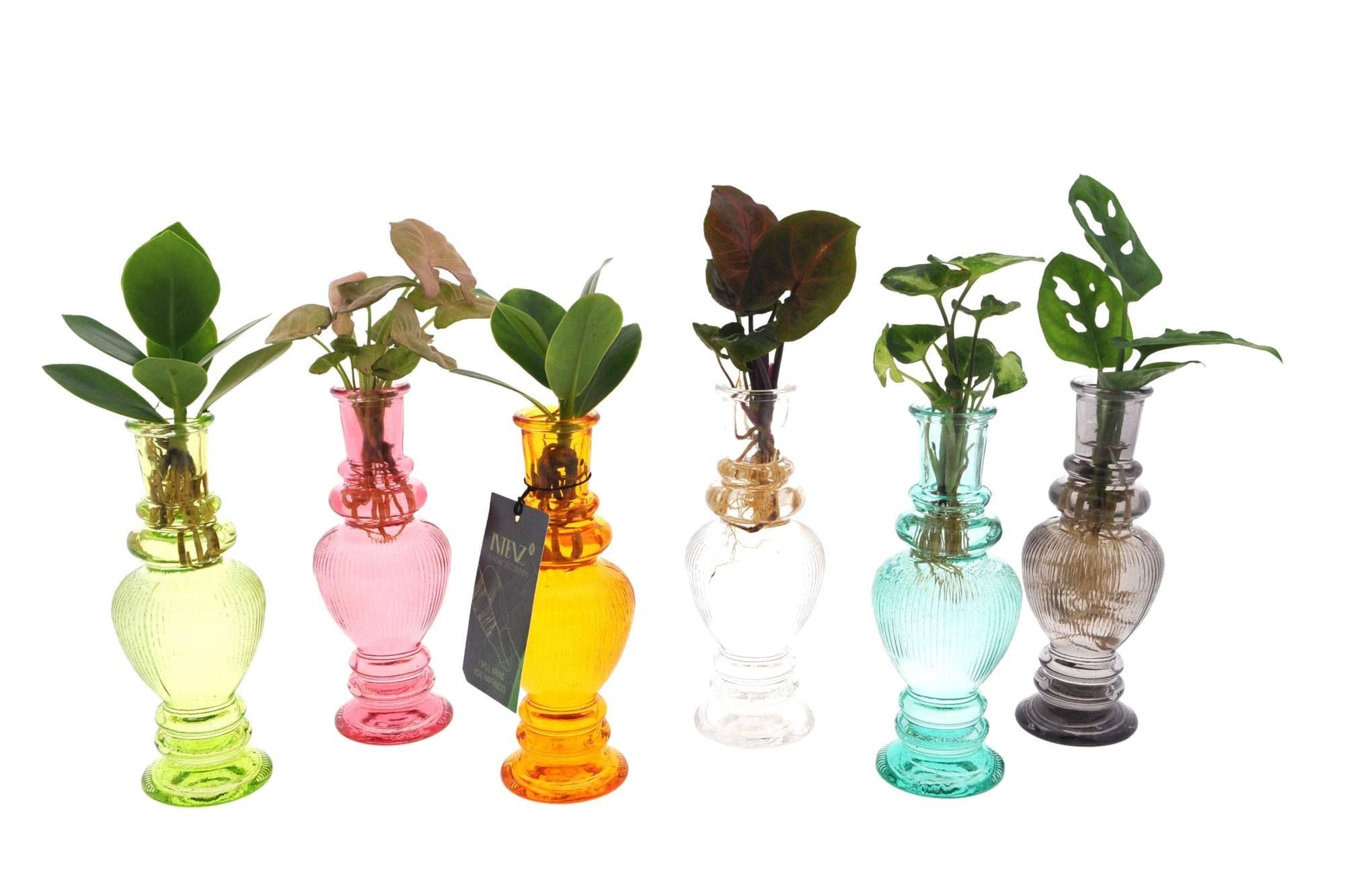 Oasis of Life - Wholesale Live plant - Hydroponic Plant Mix in Venice Glass – Ø7cm ↕20cm – Decorative Green Plants in Glass Container – Easy Care & Modern – For Living Room, Office & Table Decoration – Gift Idea & Houseplant