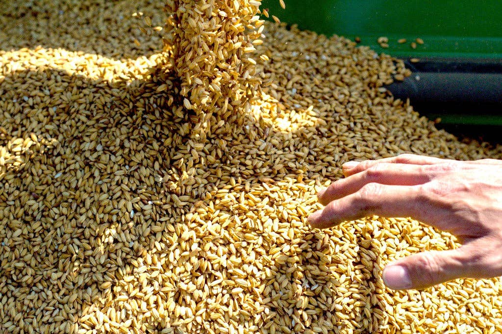 Zia Pia - Vente Riz pour risotto - Le Risotto Parfait - Boîte de Riz Carnaroli1