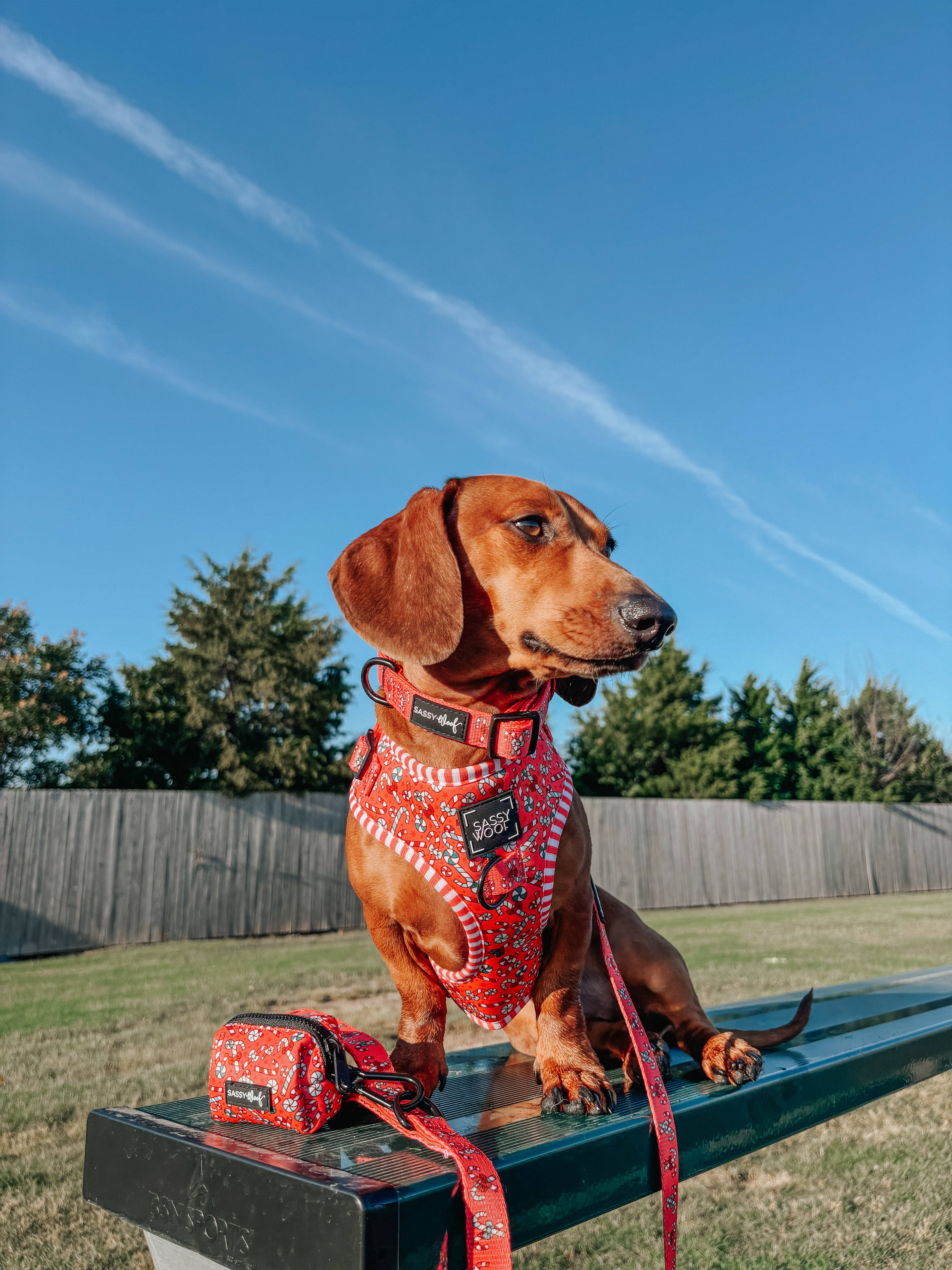 SASSY WOOF - Wholesale Pet Harness - Dog - Dog Adjustable Harness - Puppermint Twist9
