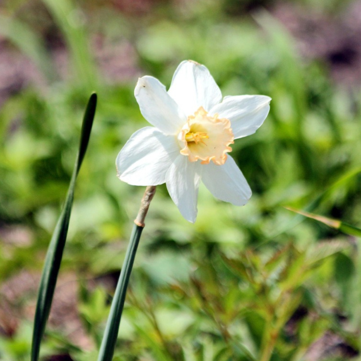 Oasis of Life - Vente Graines de plantes - Boîte de jardin humide – 30 bulbes pour emplacements humides et pluvieux – Mélange de Fritillaria Meleagris, Leucojum Aestivum & Narcissus Recurvus – Rustique, vivace & favorable aux insectes – Pour sols de jardin humides3