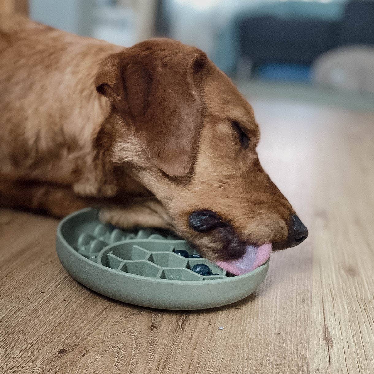 ne&no - Wholesale Pet Bowl - Cat/Dog - ne&no® Anti-Gulping Bowl / Licking Dish for Dogs & Cats18