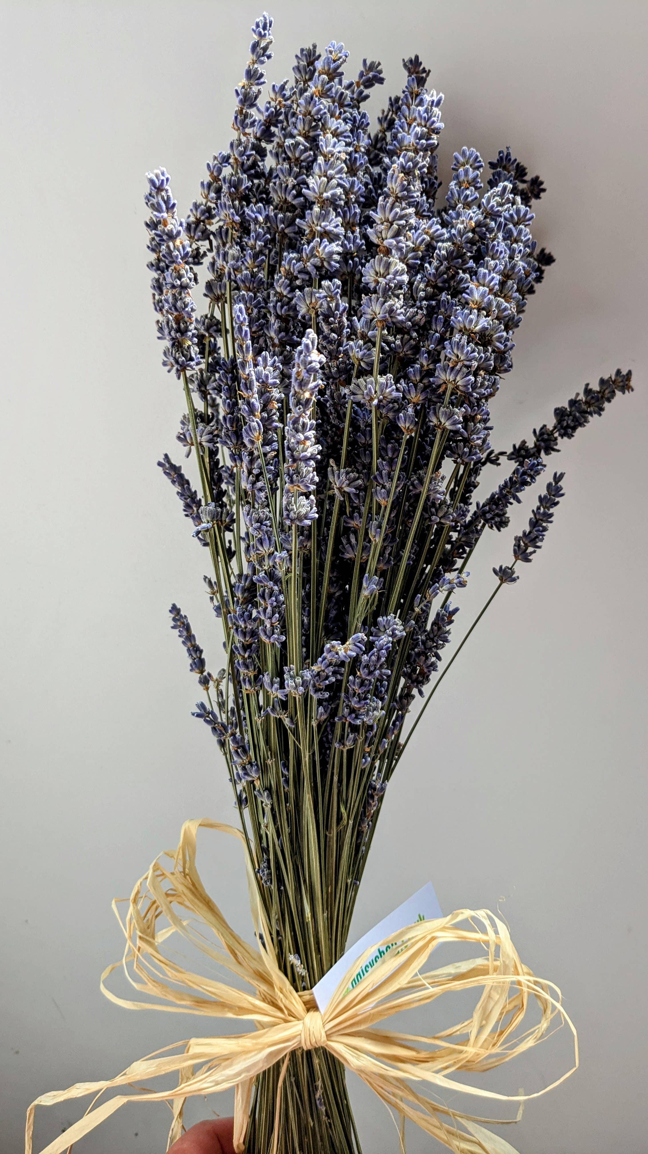 Daisy Gifts Ltd – wholesale Dried/pressed flowers – Dried Lavender Bunch / Bouquet with Raffia Bow1