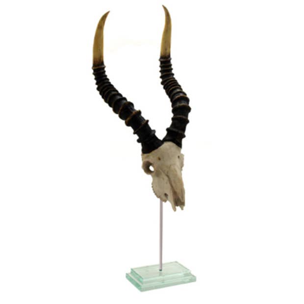 Modern World by Contrast Inc. - Wholesale Decorative Tabletop Object - Natural Kudu Skull Double Step Glass Base