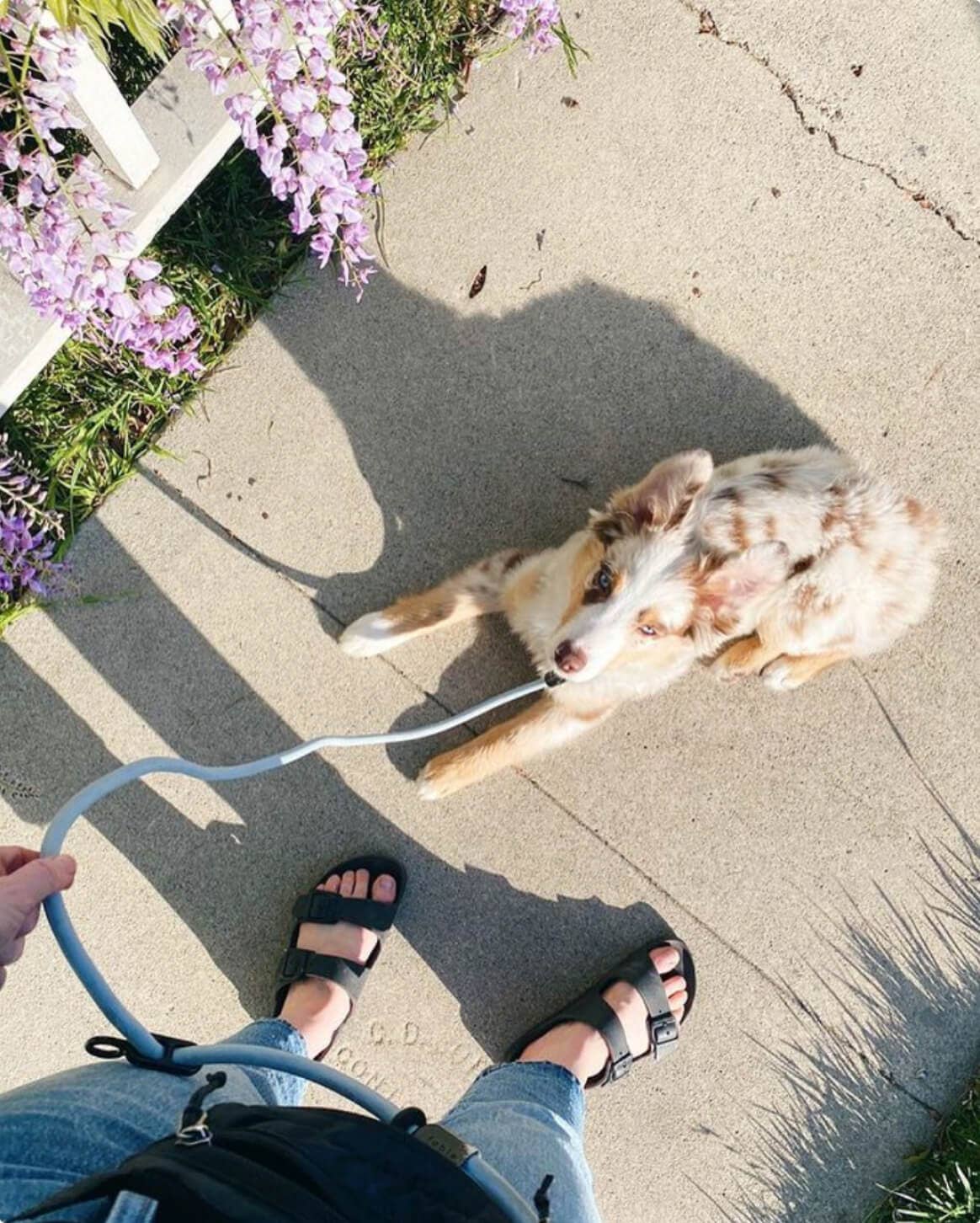 Fable Pets – wholesale Hundkoppel - Hund – Magic Link Handsfree hundkoppel med hålkrage27