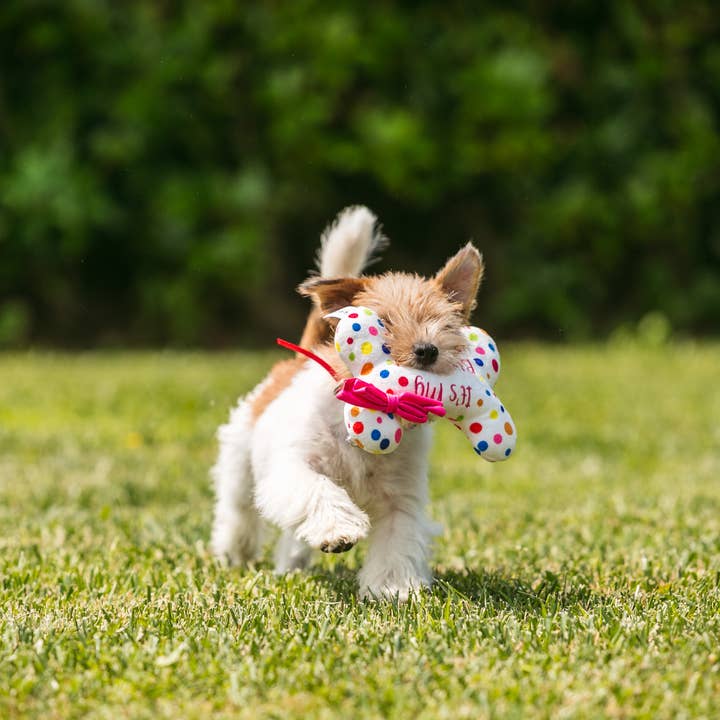 Croci – Großhandel Plüschtier – Hund – Plüsch für Hunde - Party Bone - Crosses1