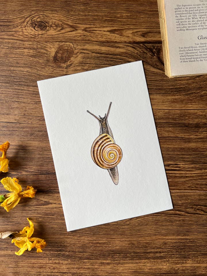 White-lipped Snail, Fine Art Print for wholesale by Tansy Moore