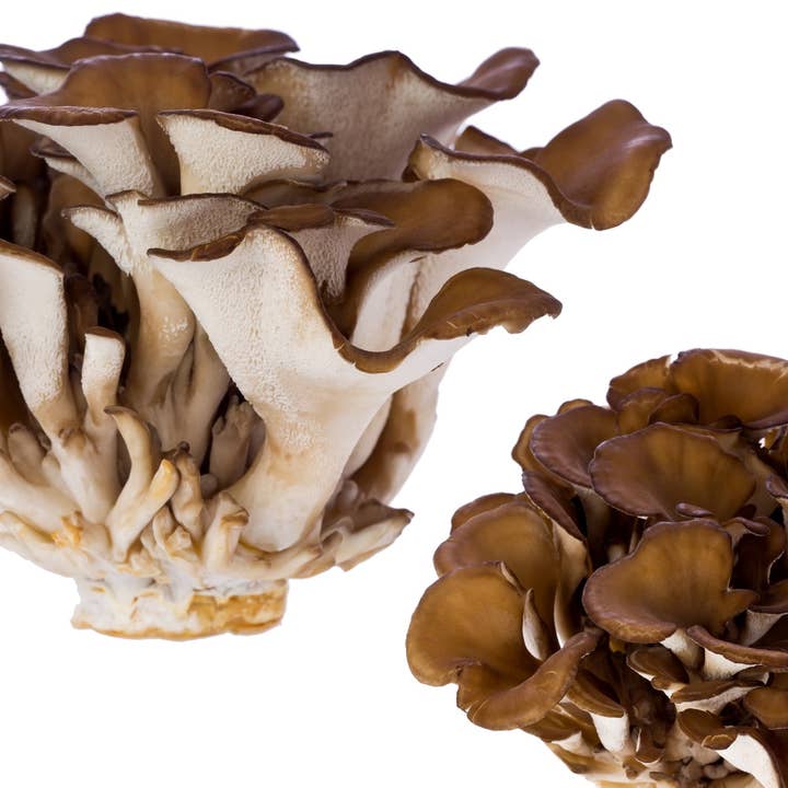 Maitake Powder for wholesale by Planet Mushrooms