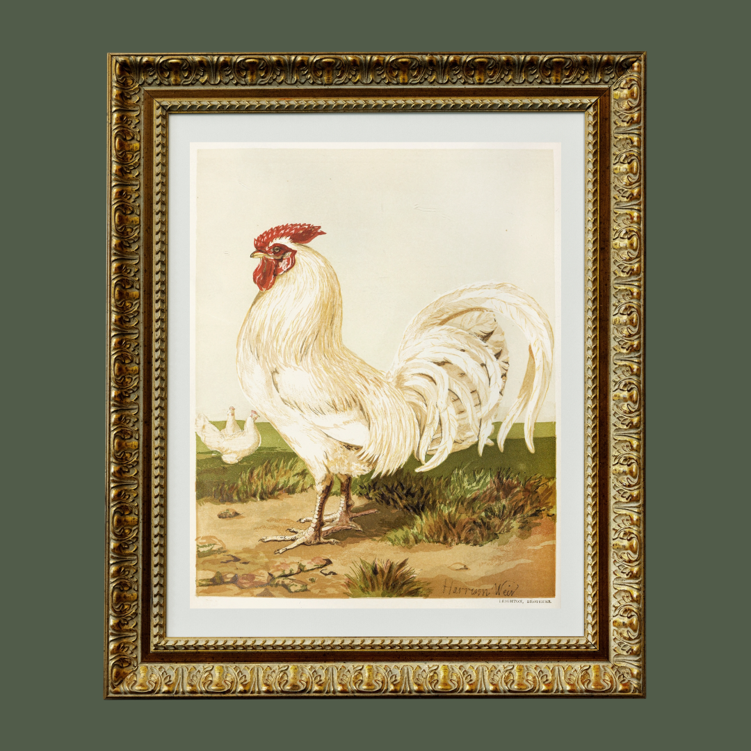 Sea to Skye - Wholesale Art Print - English White Dorking Art Print3