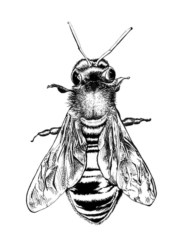 Impressão artística Honey Bee por atacado de Kellie Cooke Art