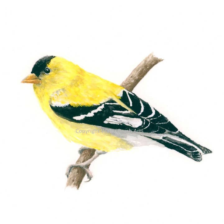 Tirage d'art Goldfinch pour la vente par Water Brush Arts