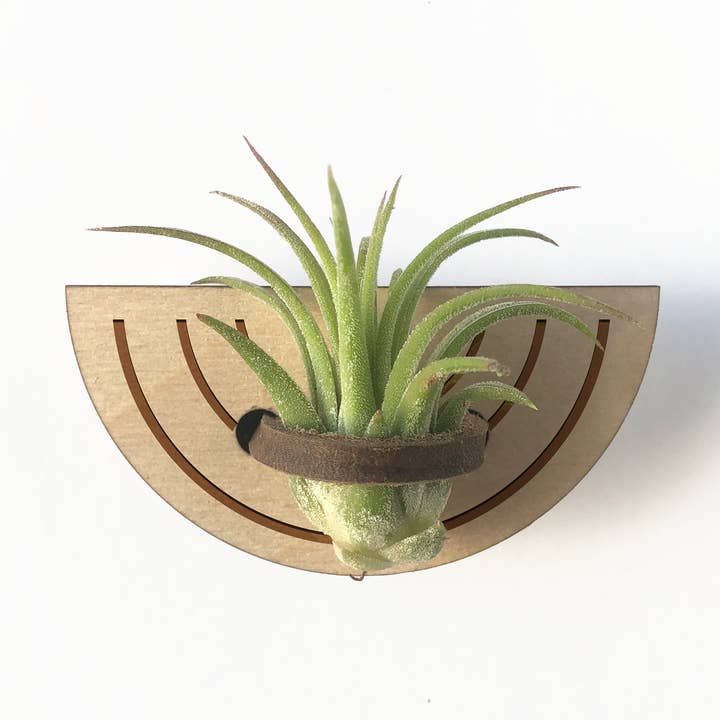 Mini Rainbow Magnetic Air Plant Holder for wholesale by So Very Lovely