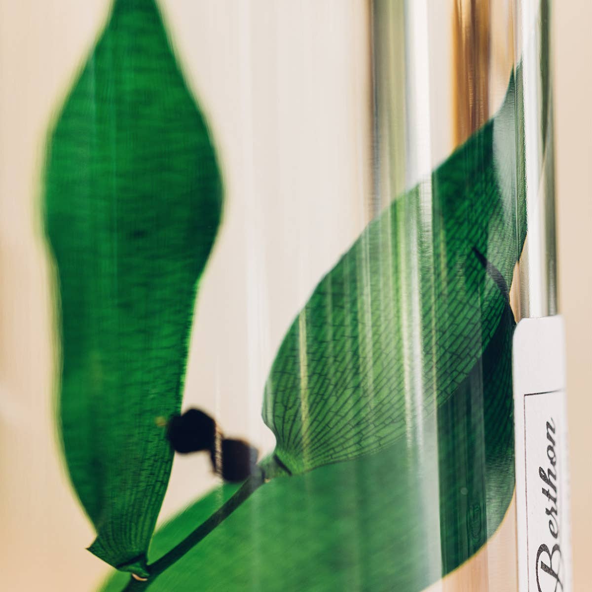 Theophile Berthon - Vente Plante - L'Herbarium Ruscus vert - plante immergée9