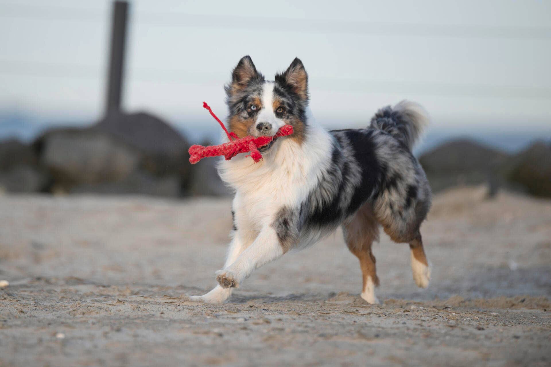 LABONI - Volentis GmbH - Vendita all'ingrosso Giocattolo di corda - Cani - Hugo Hummer6
