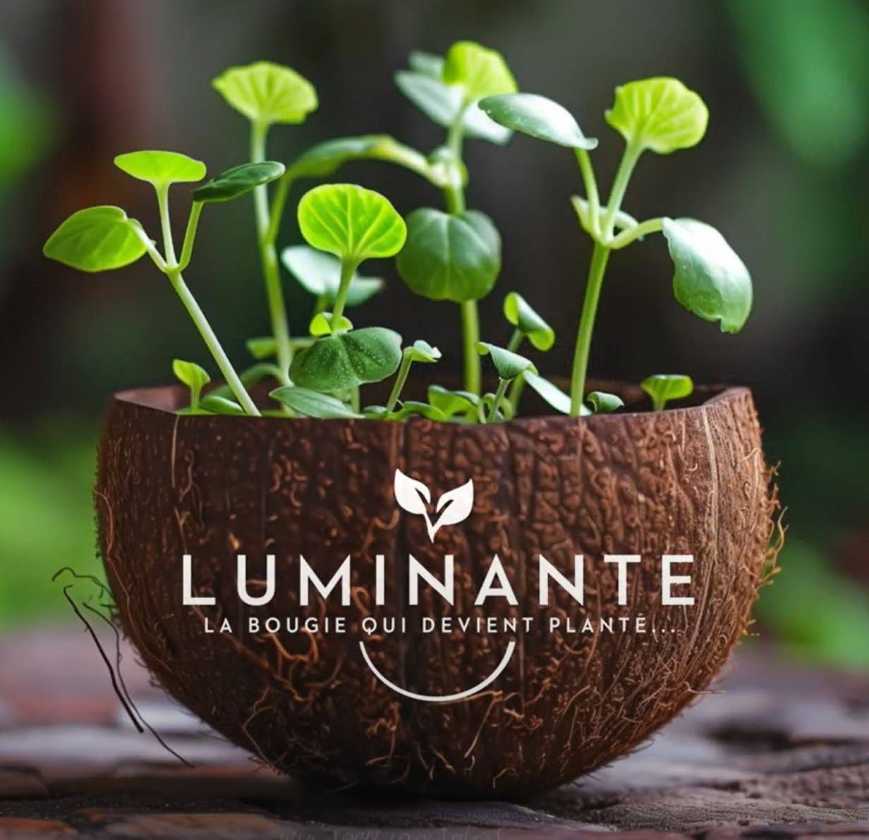 LUMINANTE - Wholesale Jar/Filled Candle - The Candle that becomes a plant Exotic Fruits model "coco"4