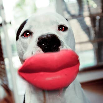 MOODY PET - Wholesale Pet Fetch Ball - Dog - Humunga Lips