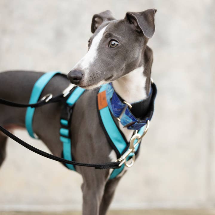 candyPet – Großhandel Haustiergeschirr – Hund – 3-Punkt Anti-Fluchthund-Geschirr4