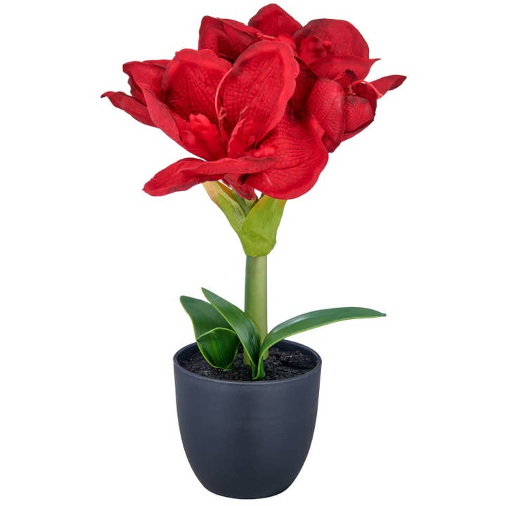 Amaryllis, 35cm, vermelho, em vaso 11,5x11,5x10,5cm por atacado de GASPER GmbH