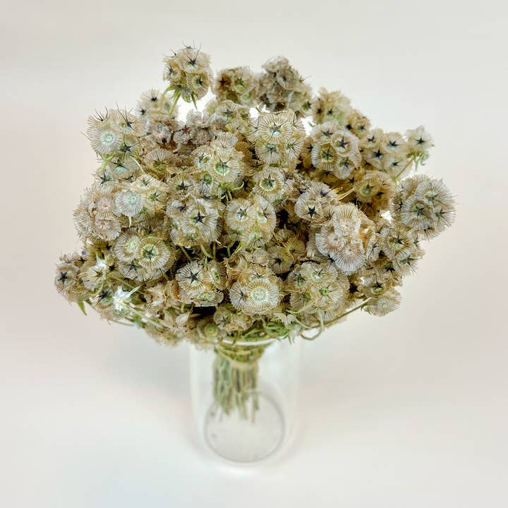 Lovejoy Farms Premium Dried Flowers – Großhandel Getrocknete/gepresste Blumen – Skabiosen-Kapseln – Natürlich luftgetrocknet0