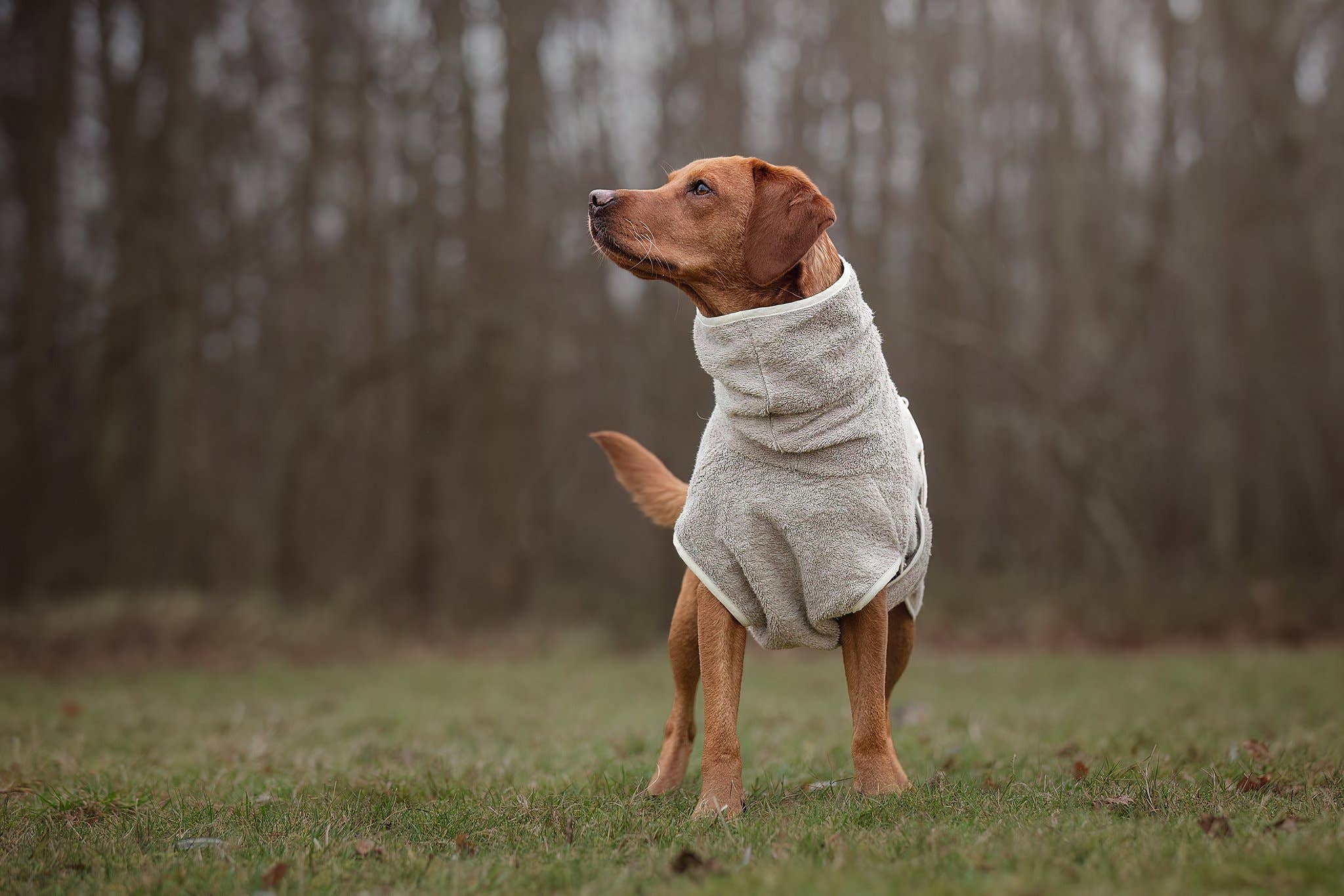 Dog Bathrobe Clay for wholesale on Faire4