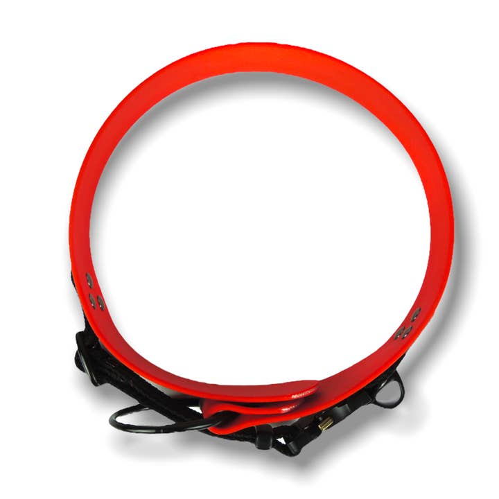 Safety Colorful 38Mm - Collare Per Cani per la vendita all'ingrosso da parte di Blue Heeler