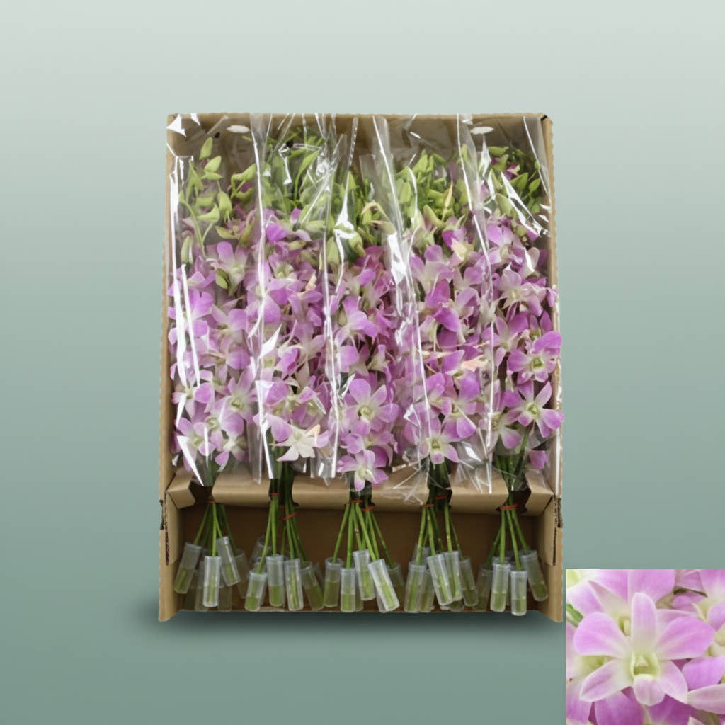 Orchid Dendro Lucy Pink for wholesale on Faire