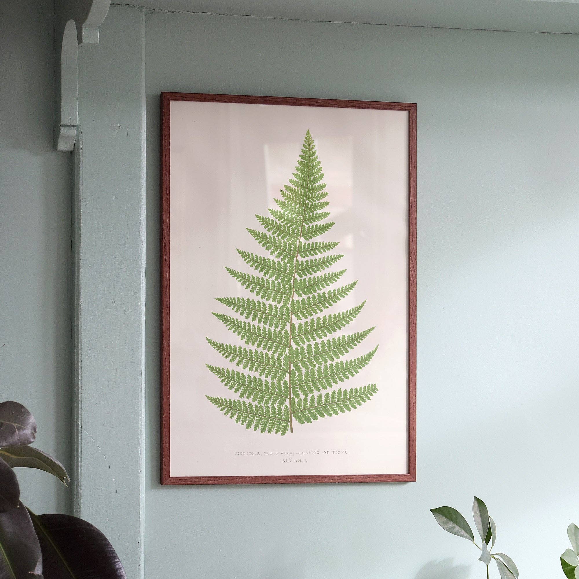 Aster Edition – Großhandel Poster – Poster: Dicksonia Rubiginosa - lithografischer Farnabdruck1