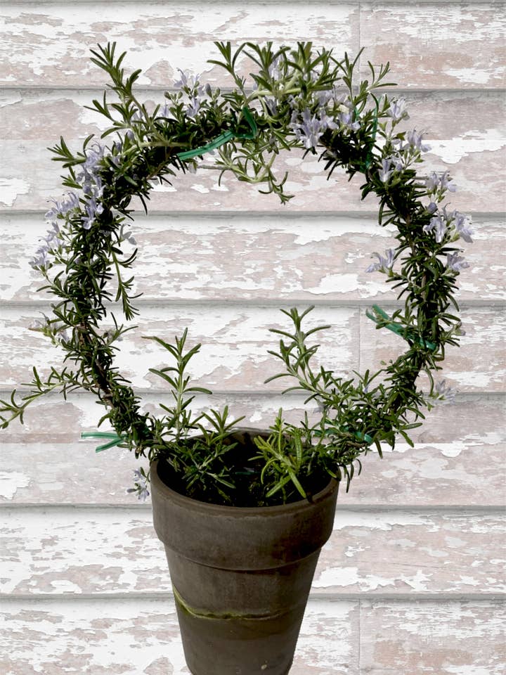 Live Plants- Rosemary Ring for wholesale by Bella Vintage Home Inc